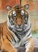 450px-Panthera_tigris7.jpg